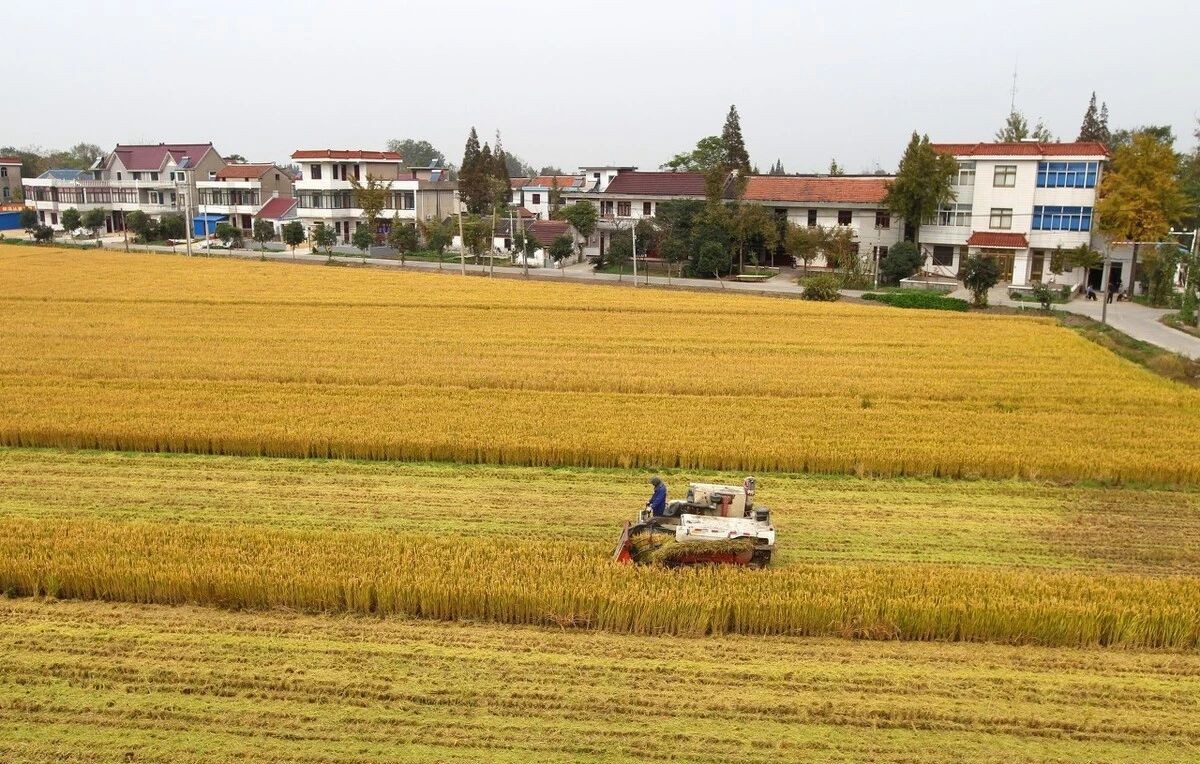 整治乱占耕地建房 :山东对重大典型案件直接立案查处或挂牌督办