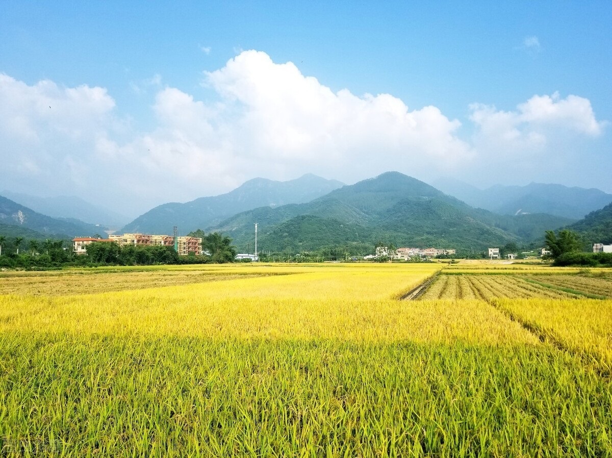 农村自建房擅自“住改商”：存在设计随意、施工不专业等隐患