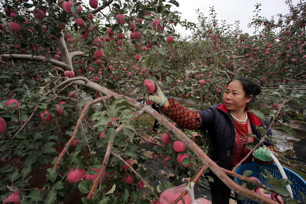 新数据 新看点 | 全国农村承包地确权登记颁证超96% 2亿农户领到土地承包经营权证